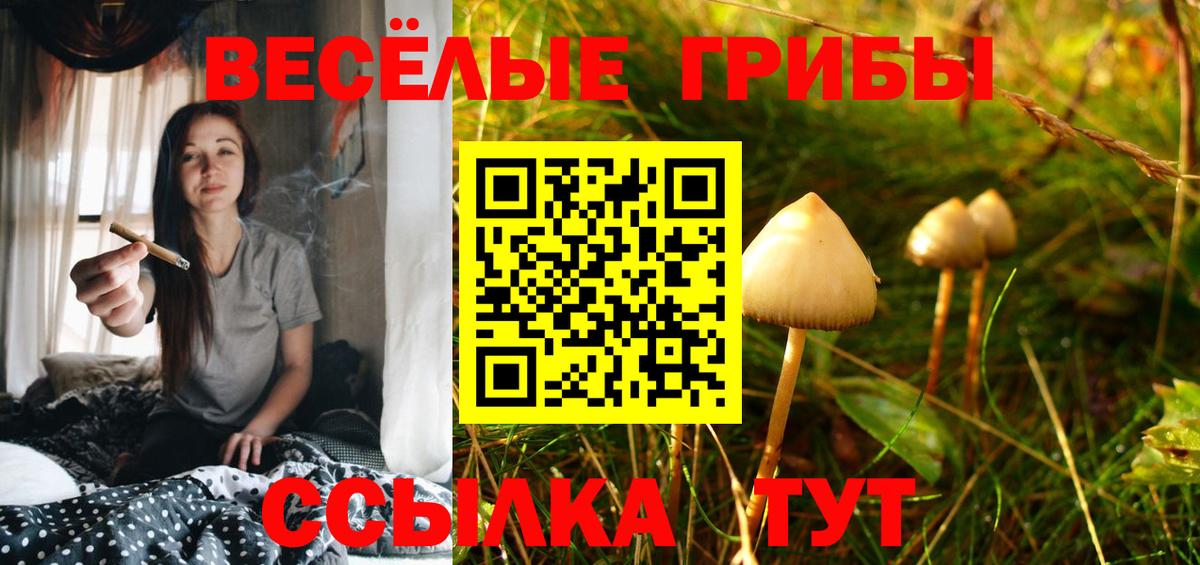Галлюциногенные грибы Psilocybe Ачхой-Мартан